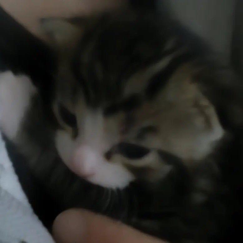 Nyan