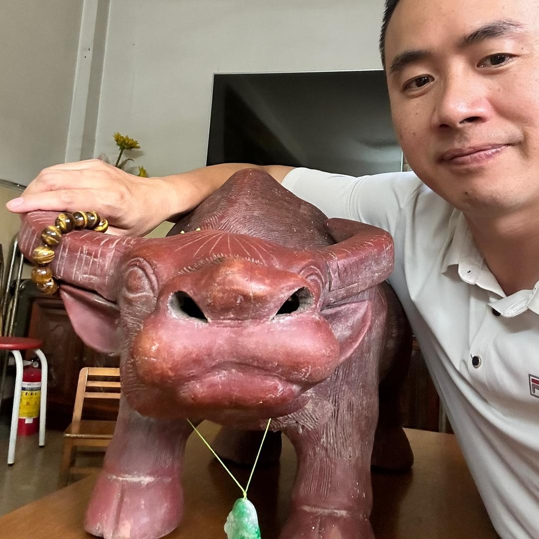 在家养牛