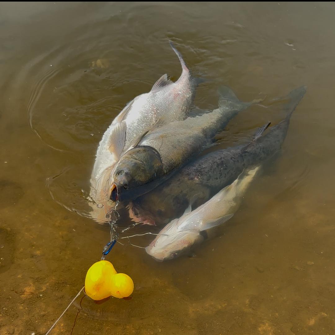 探钓鲢鳙🎣🎣【分享标点】