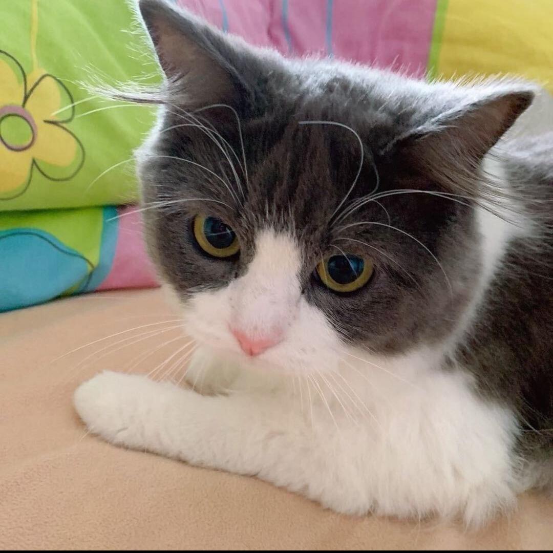 慧哥觉尘