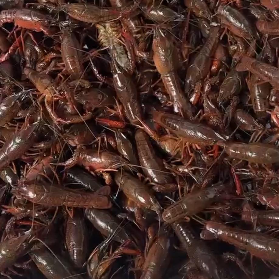 安顺小龙虾专卖批发零售品鲜汇