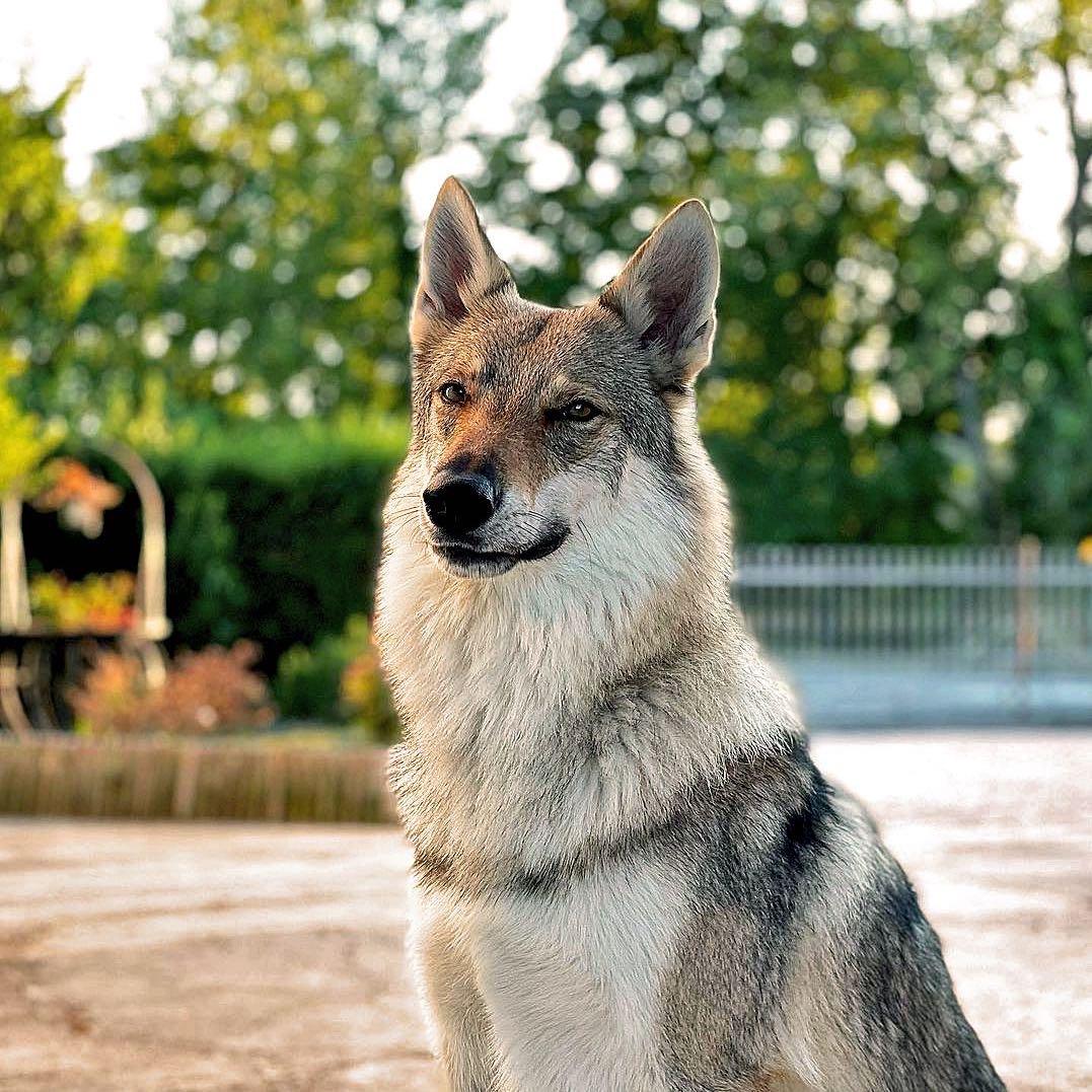 （CKU十三犬舍）捷克狼犬