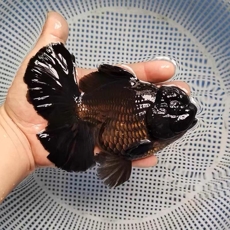 沐风渔场