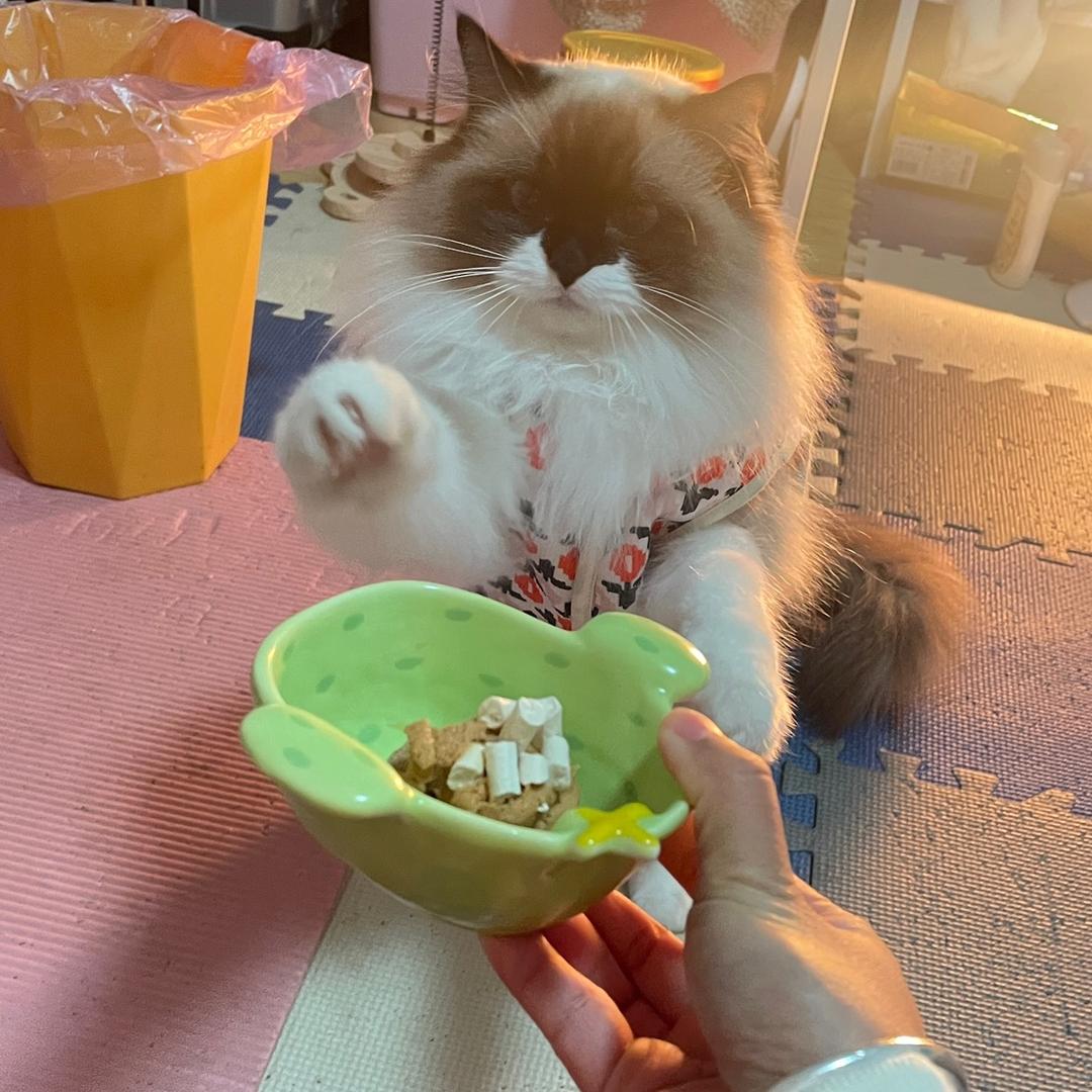 西西要出去玩