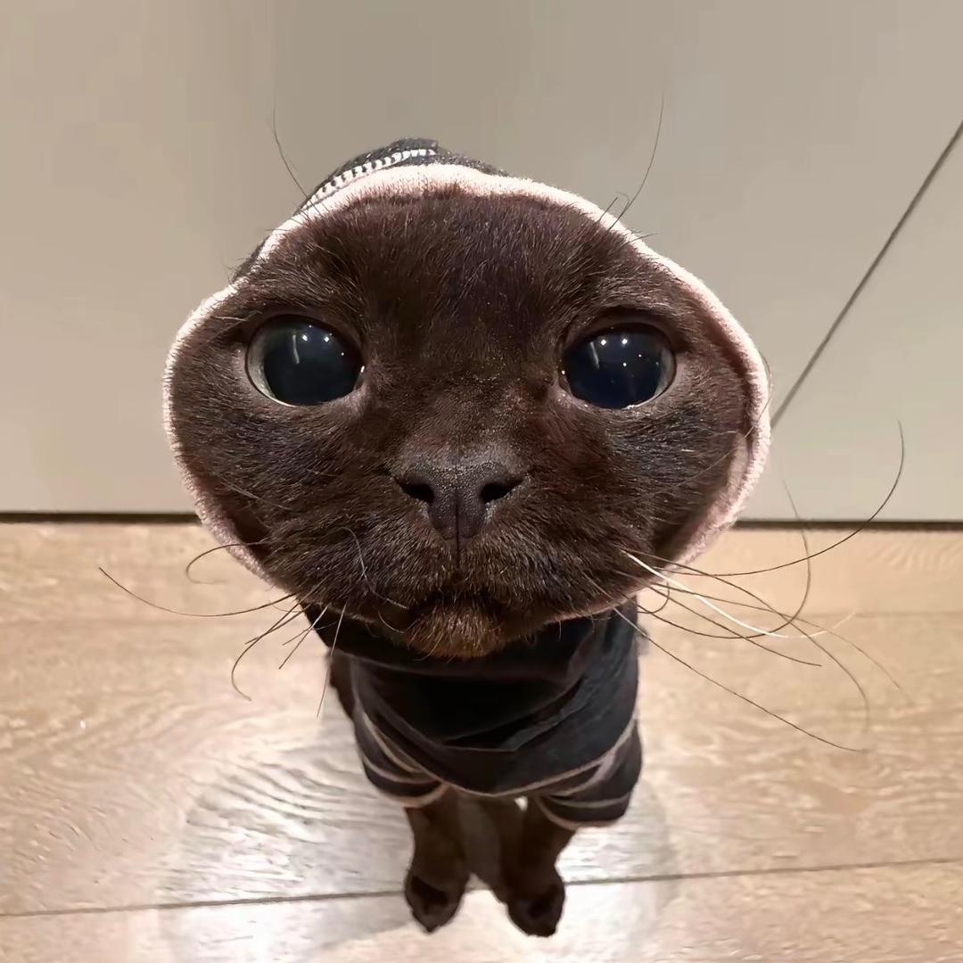 Piiug