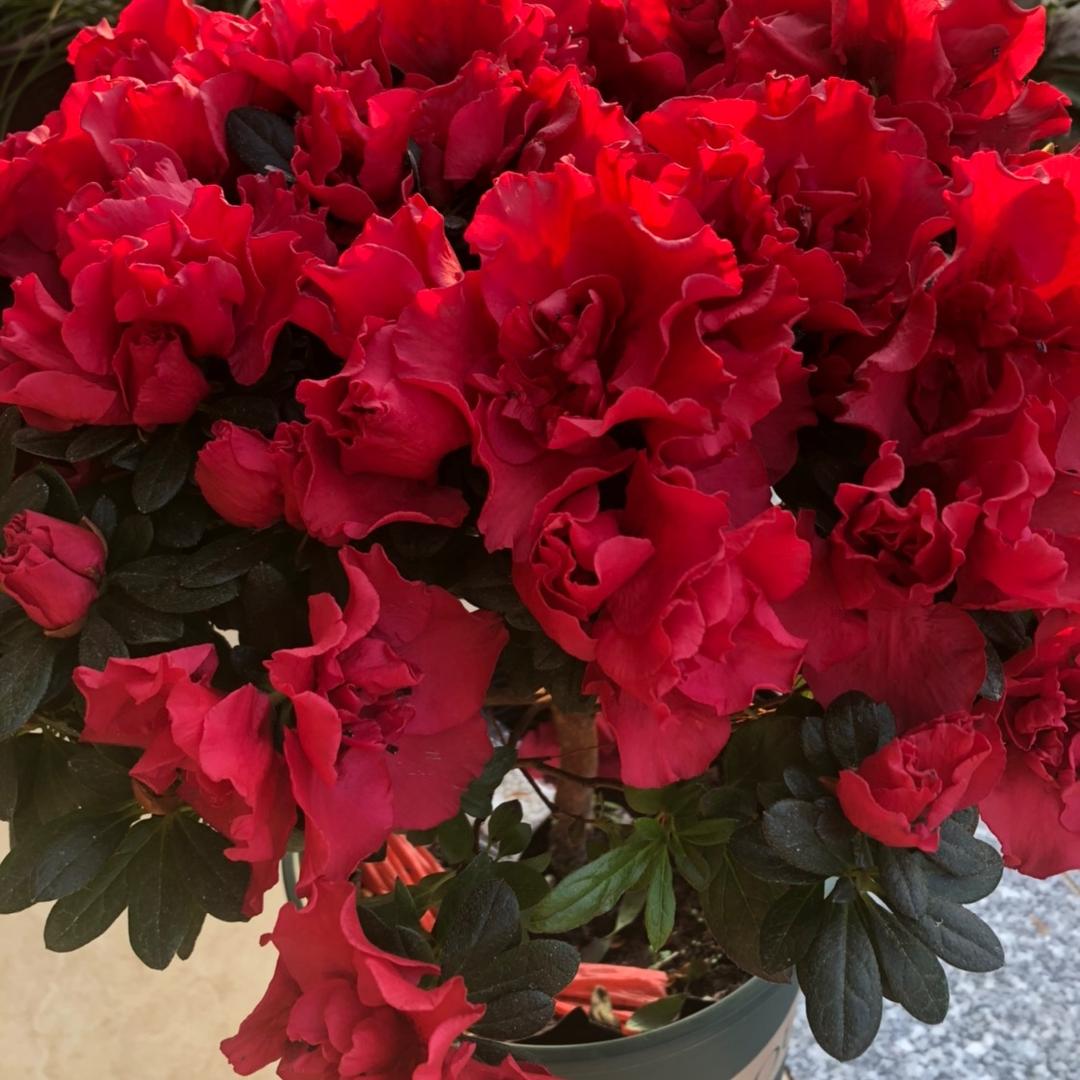花开盛夏