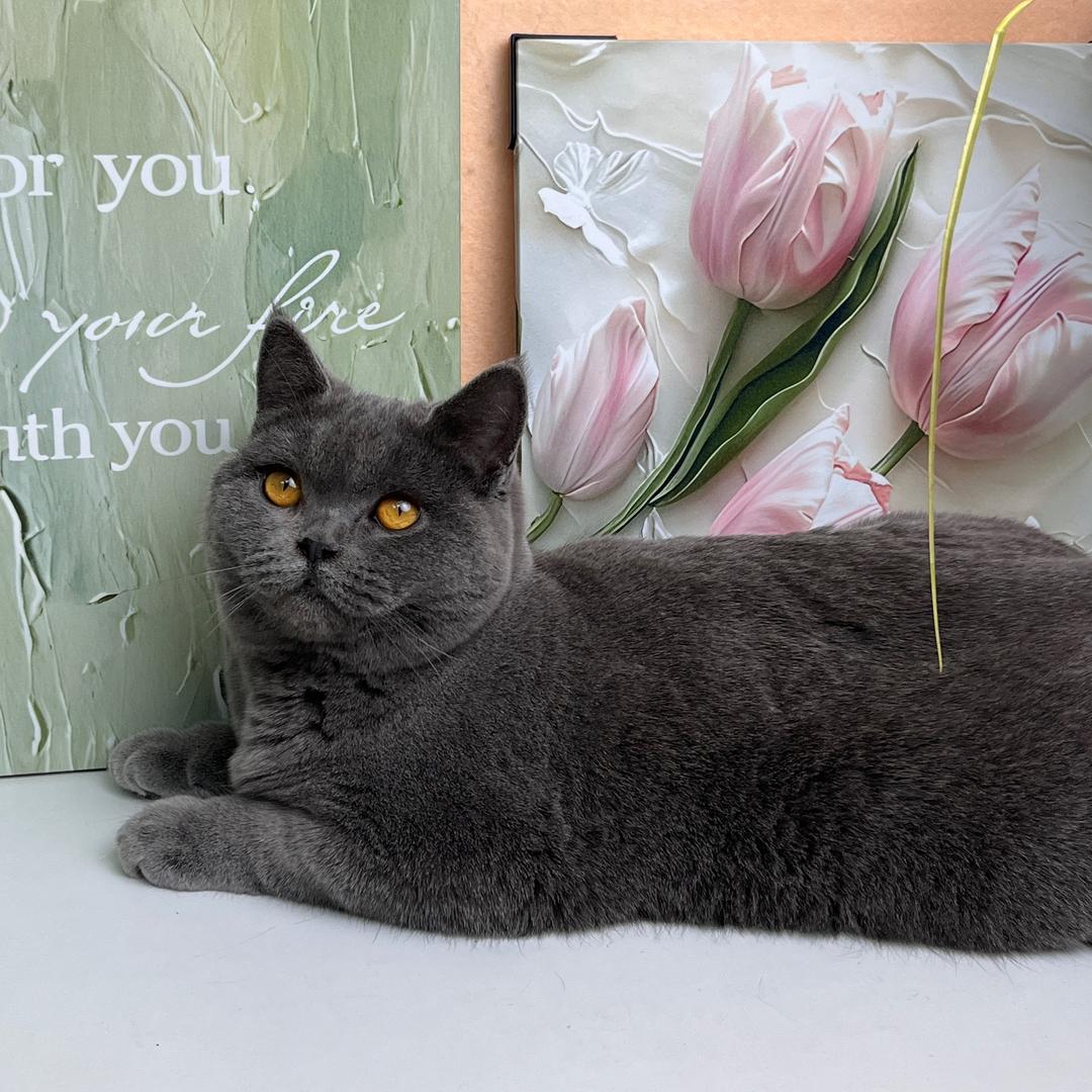 老谢家的猫