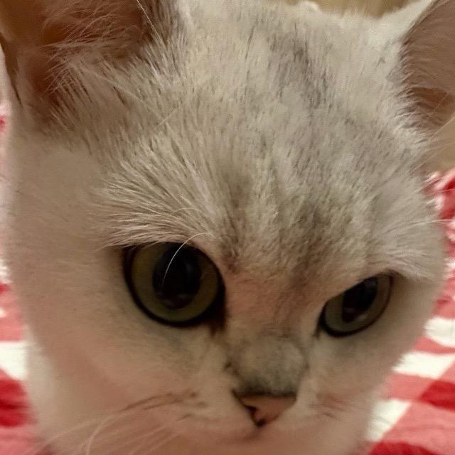 小包闪闪惹人爱