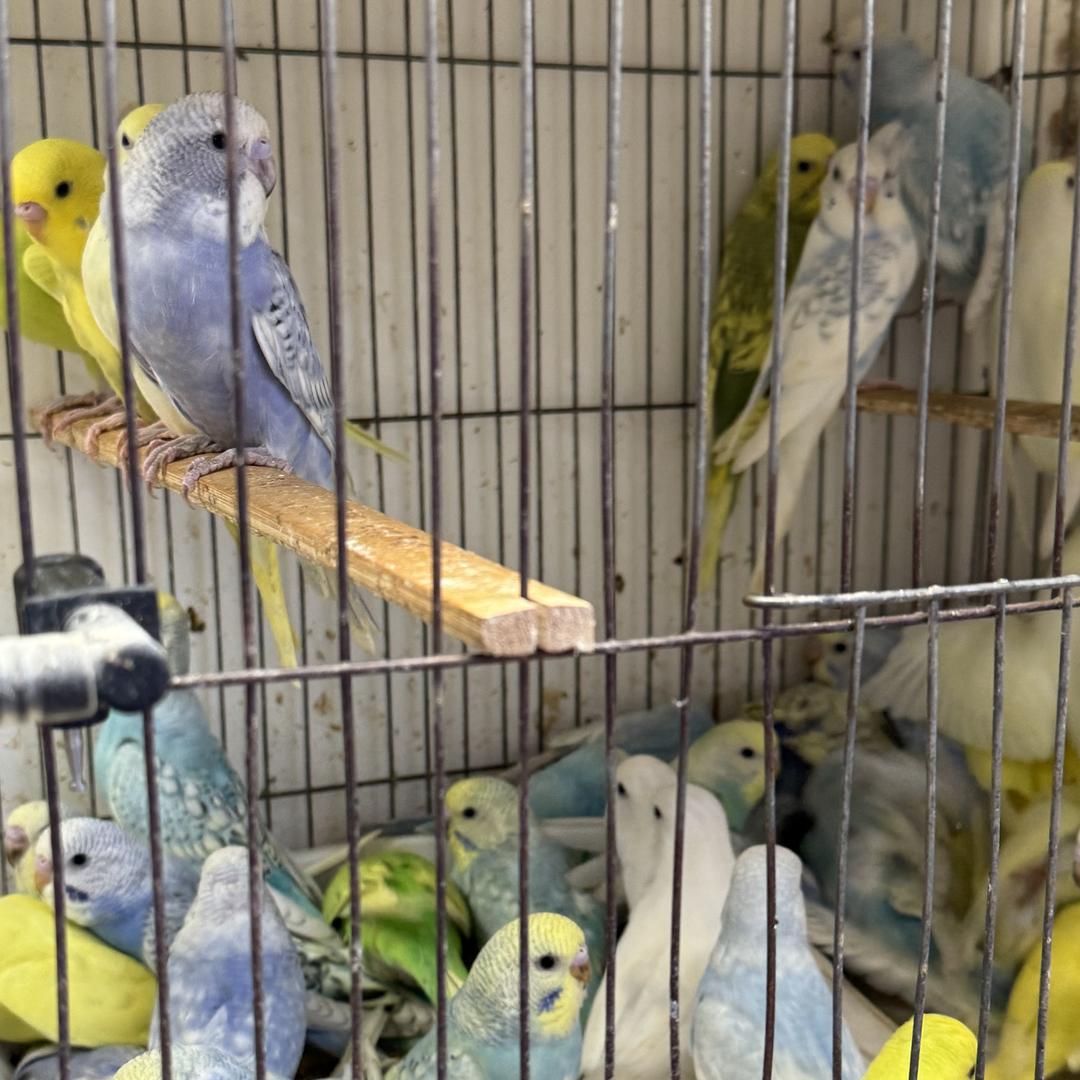 永顺养殖严选店