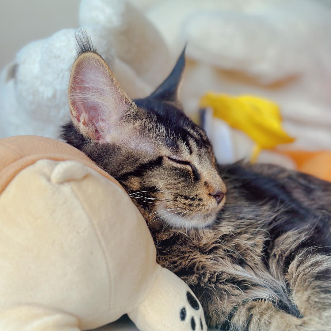 超好运的喵🐈