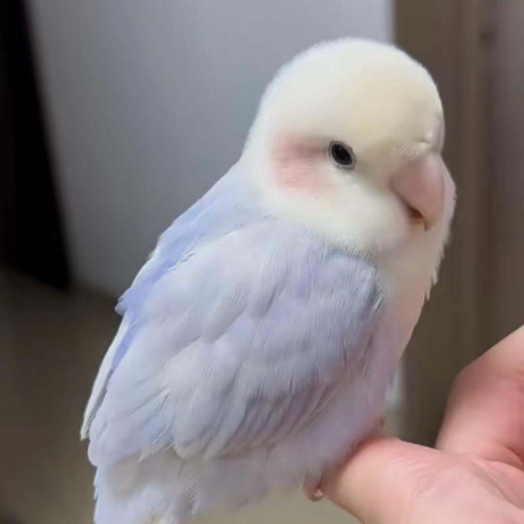 牡丹鹦鹉多巴胺