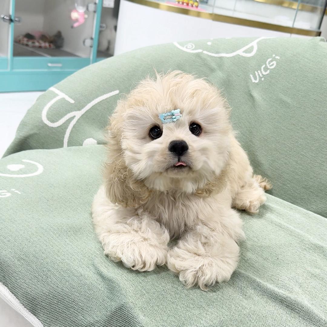 小李的美卡可卡布犬舍