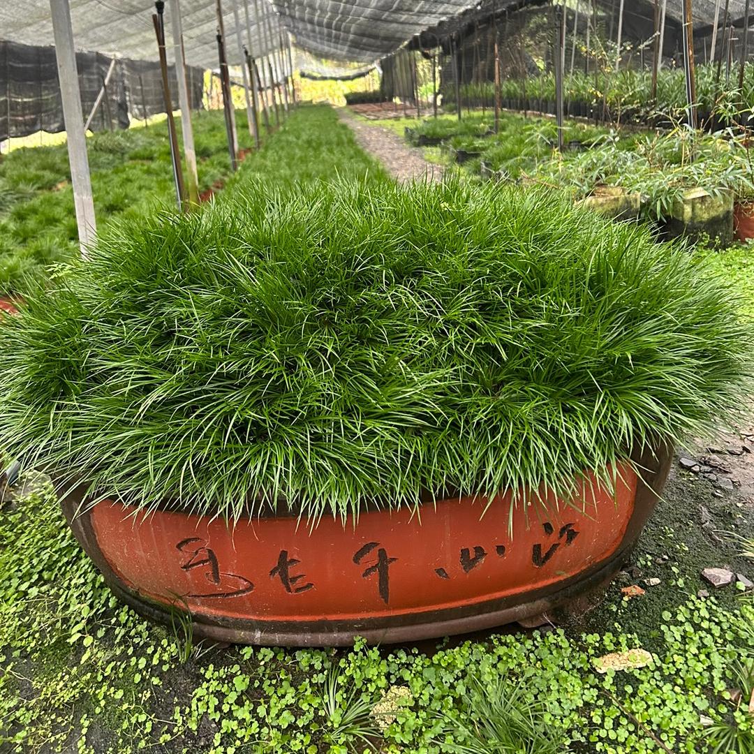 江西虎须菖蒲老桩