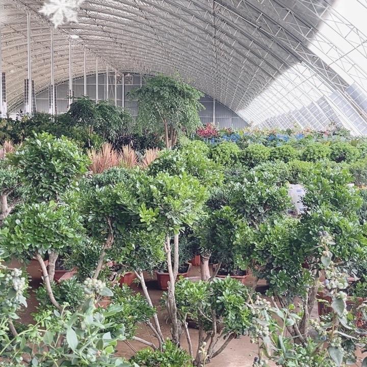河北汇春绿植花卉园