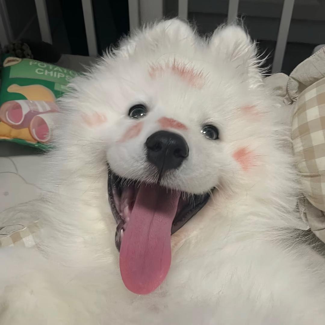 蛋挞大王¥