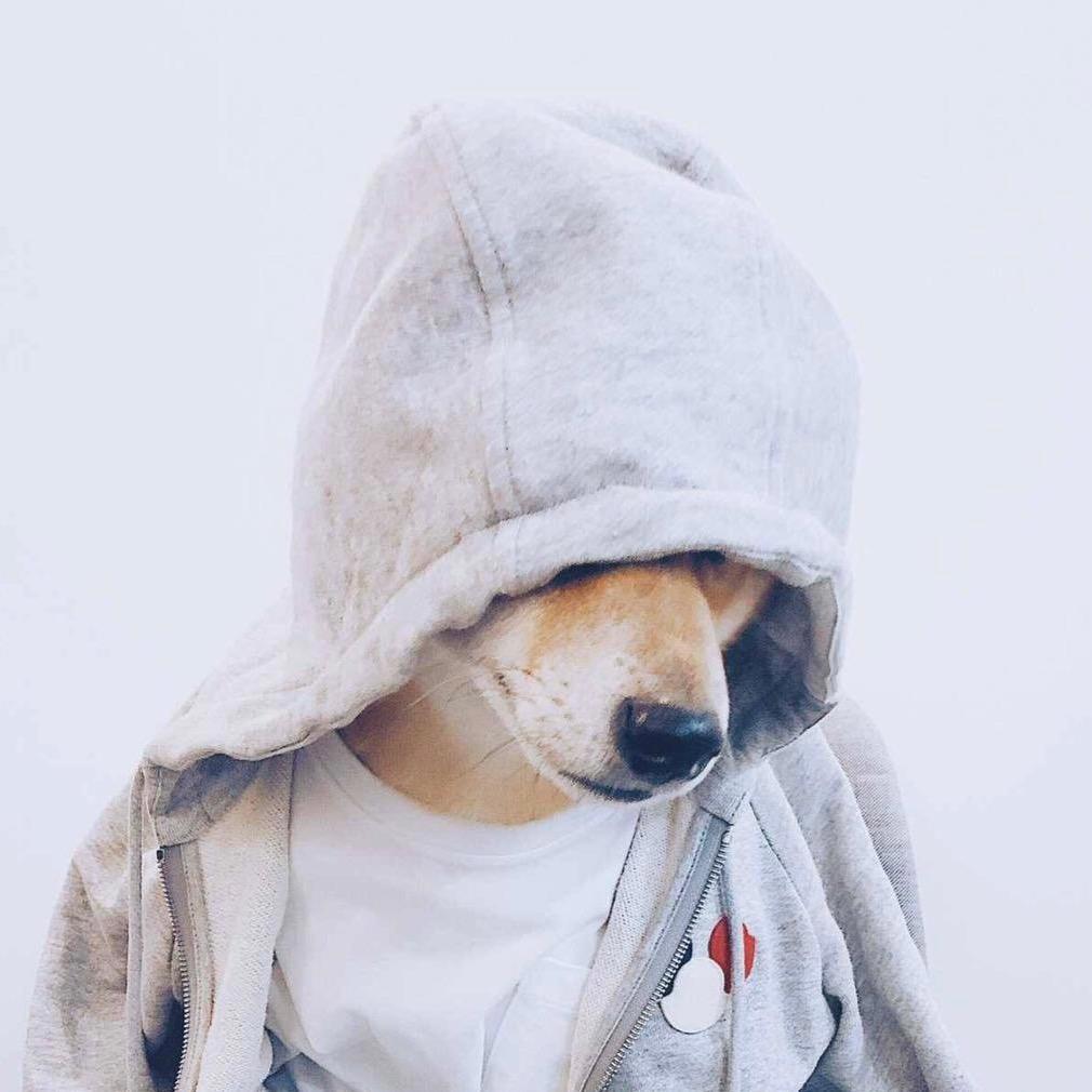 🌈威狗