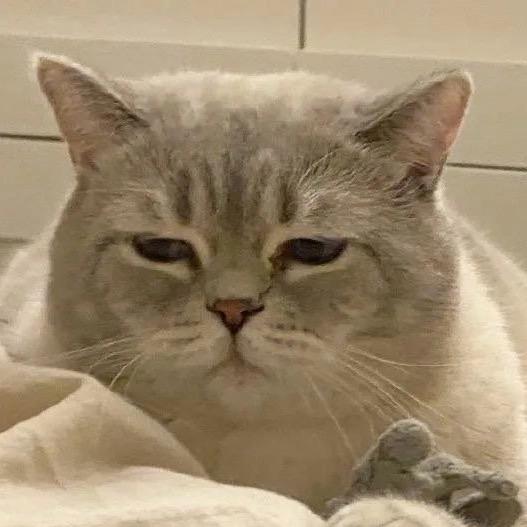 冇只猫