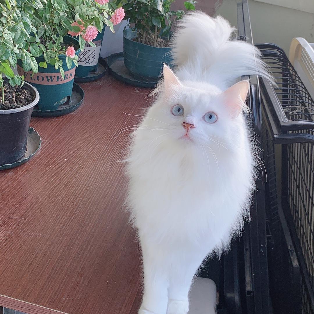 汤圆姥姥（小奶猫找领养）