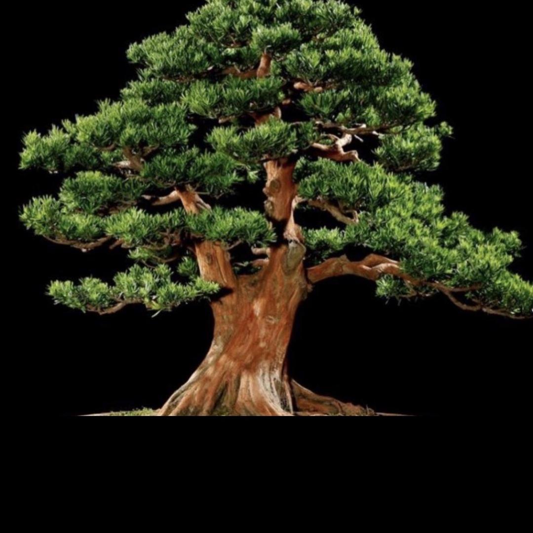 兜风爱收藏