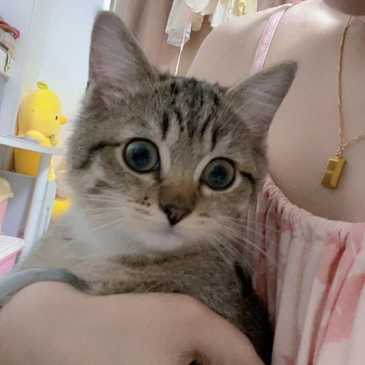 可乐是只猪咪