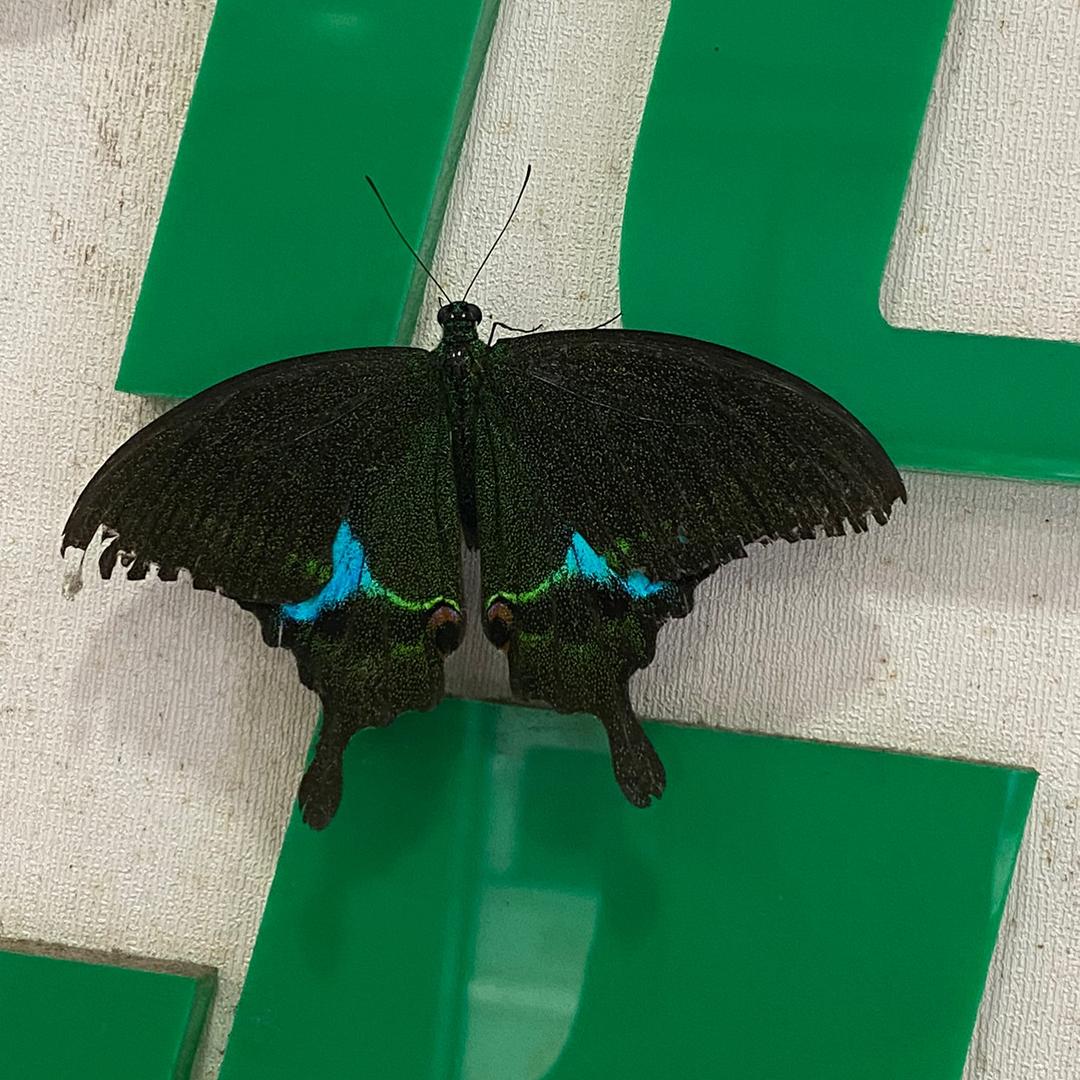 临高 美容 解决斑痘敏 肌肤管理 带徒弟