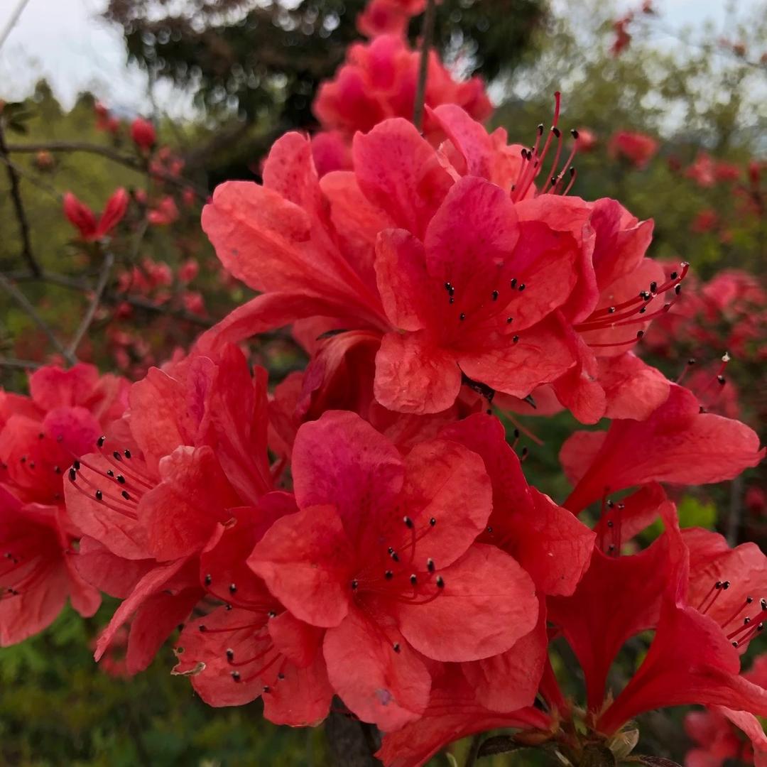 一路繁花盆景馆