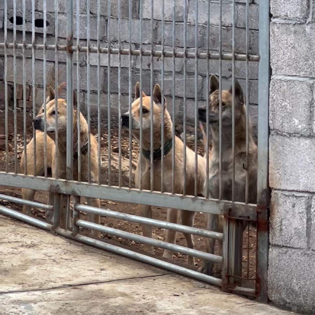 广西谢氏家族土猎犬