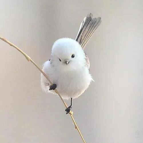肥湫
