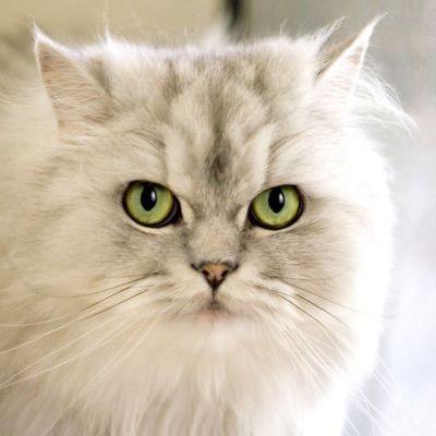 可爱的猫姐