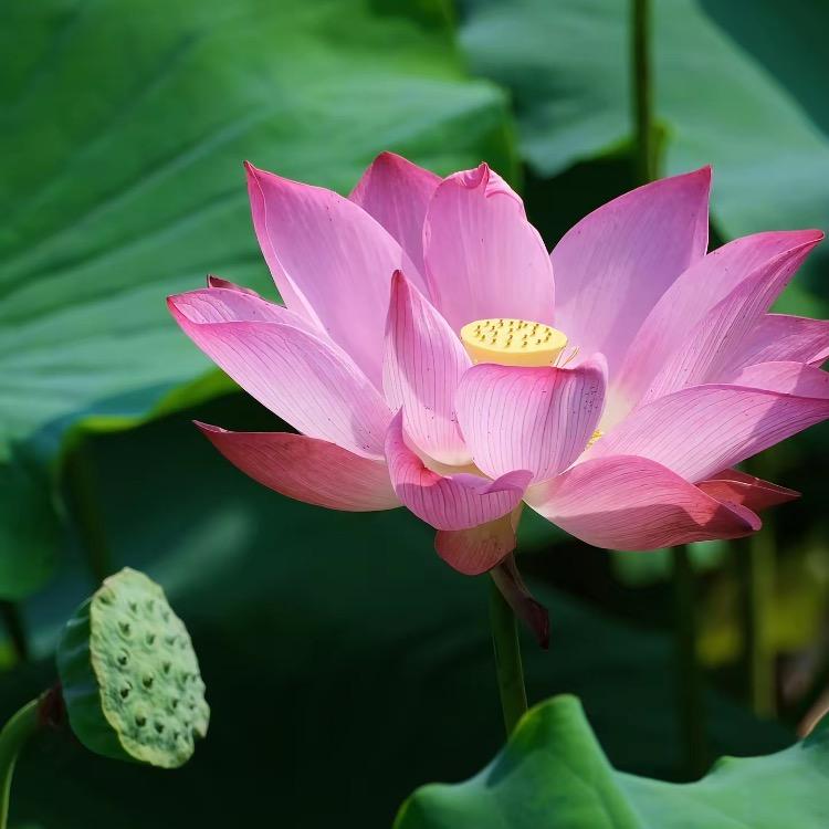 王彩萍单身（私信回）