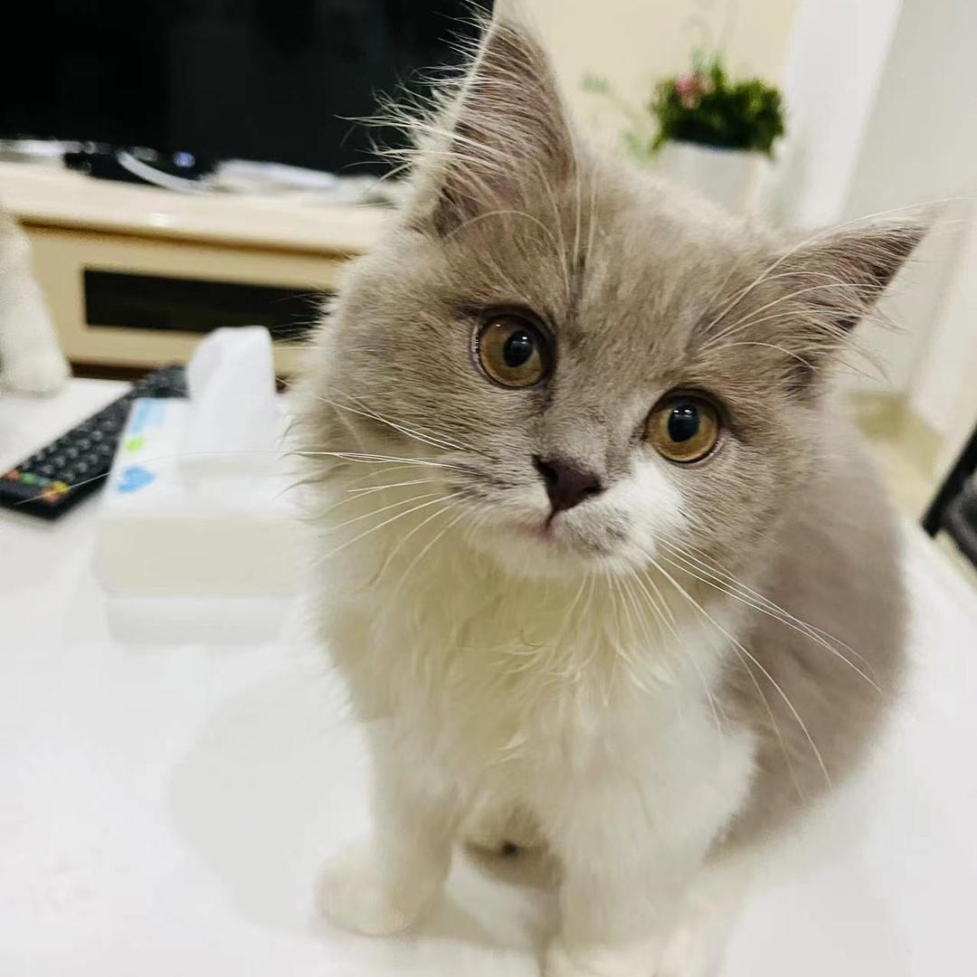 大鹅的鹅