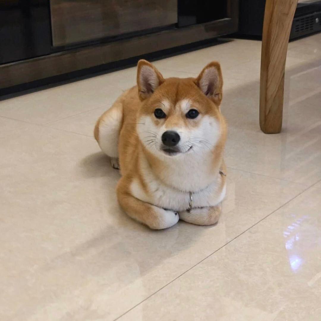 青丘奇奇🐱