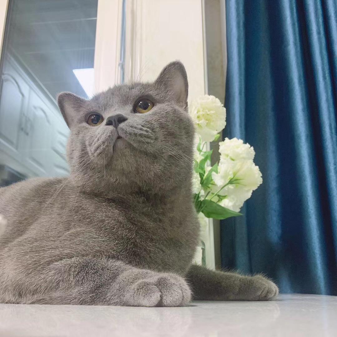 🌸