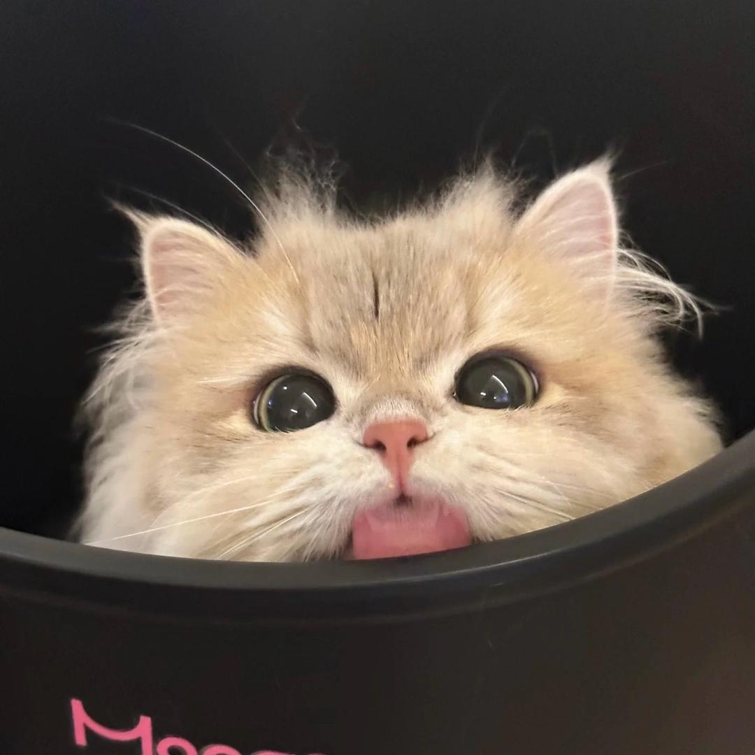 慵懒猫₍˄·͈༝·͈˄₎ฅ˒˒