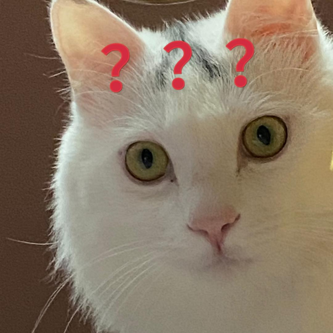 珍珠老白是肥猫