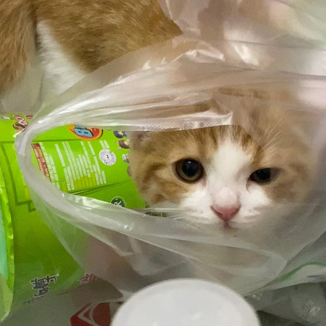 我有一只叫莱虎的猫