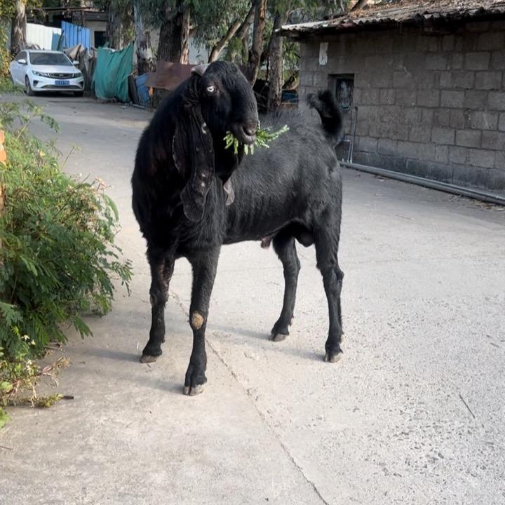 昆明盛宇生物科技有限公司