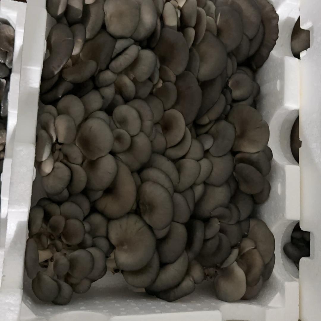 小马平菇种植