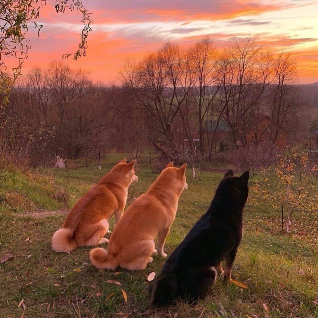 襄阳没有牛肉面