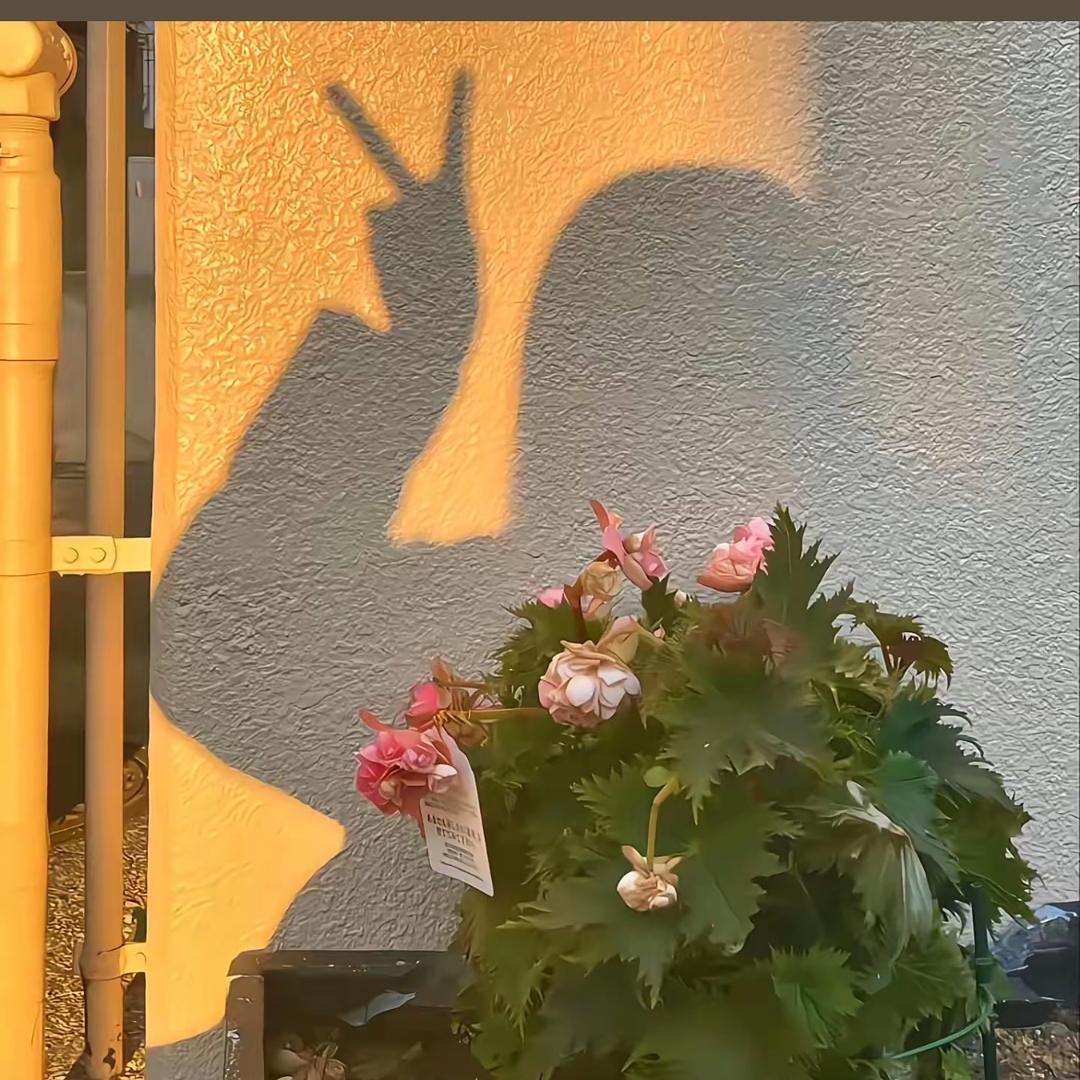 ᥫᩣ 故事里的小黄花