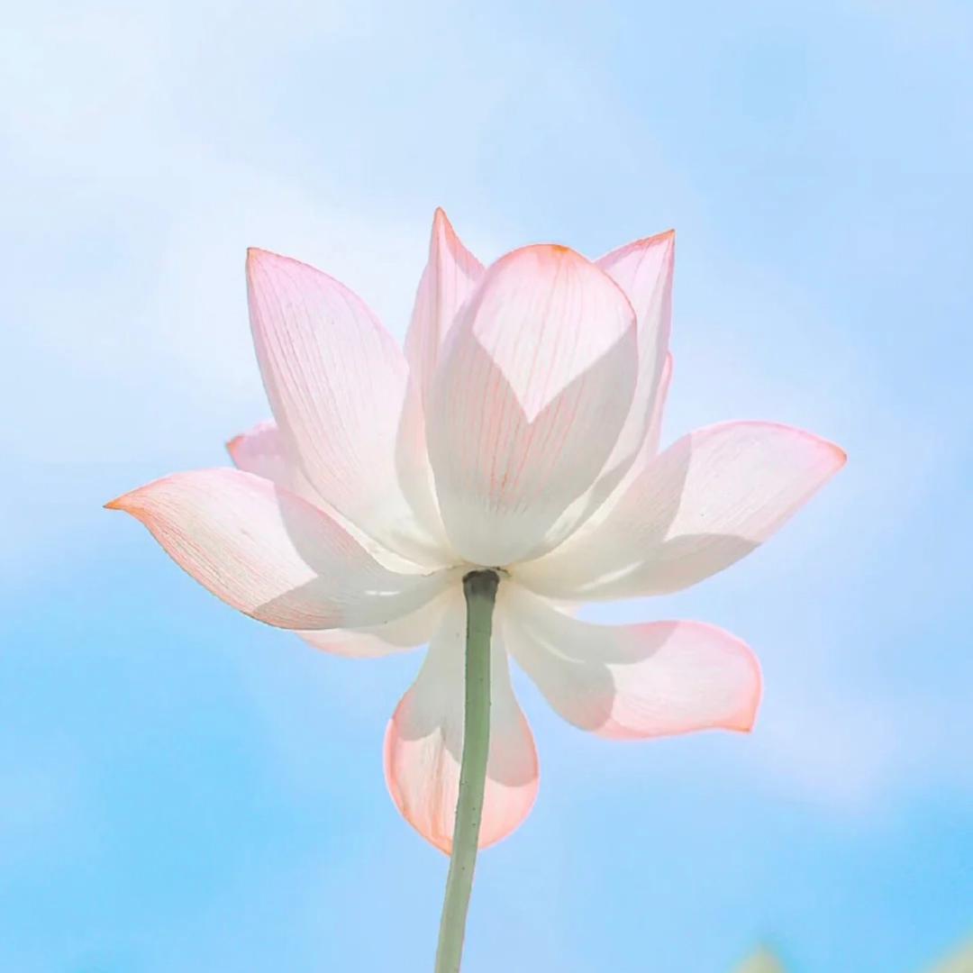 小玲