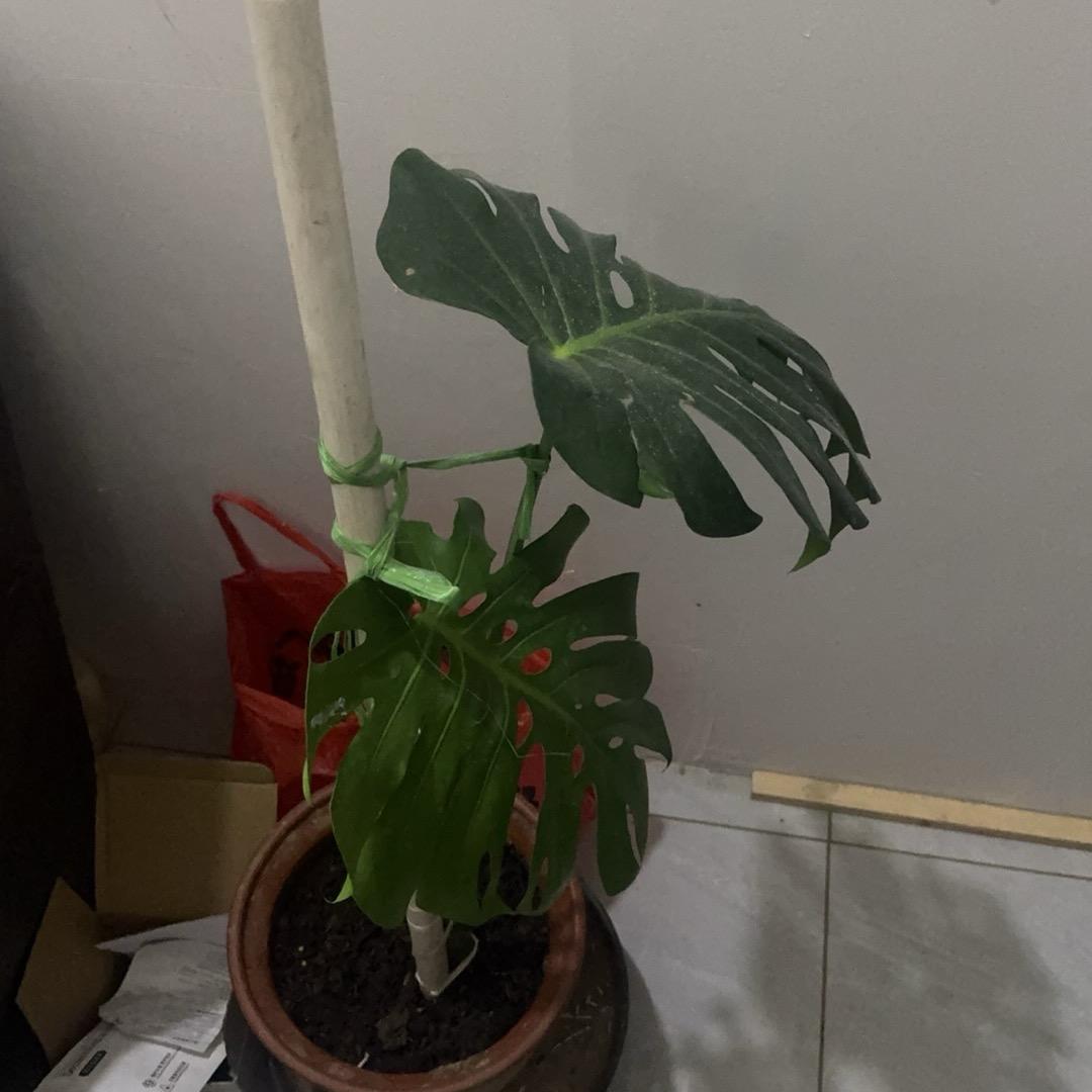 大白小可爱