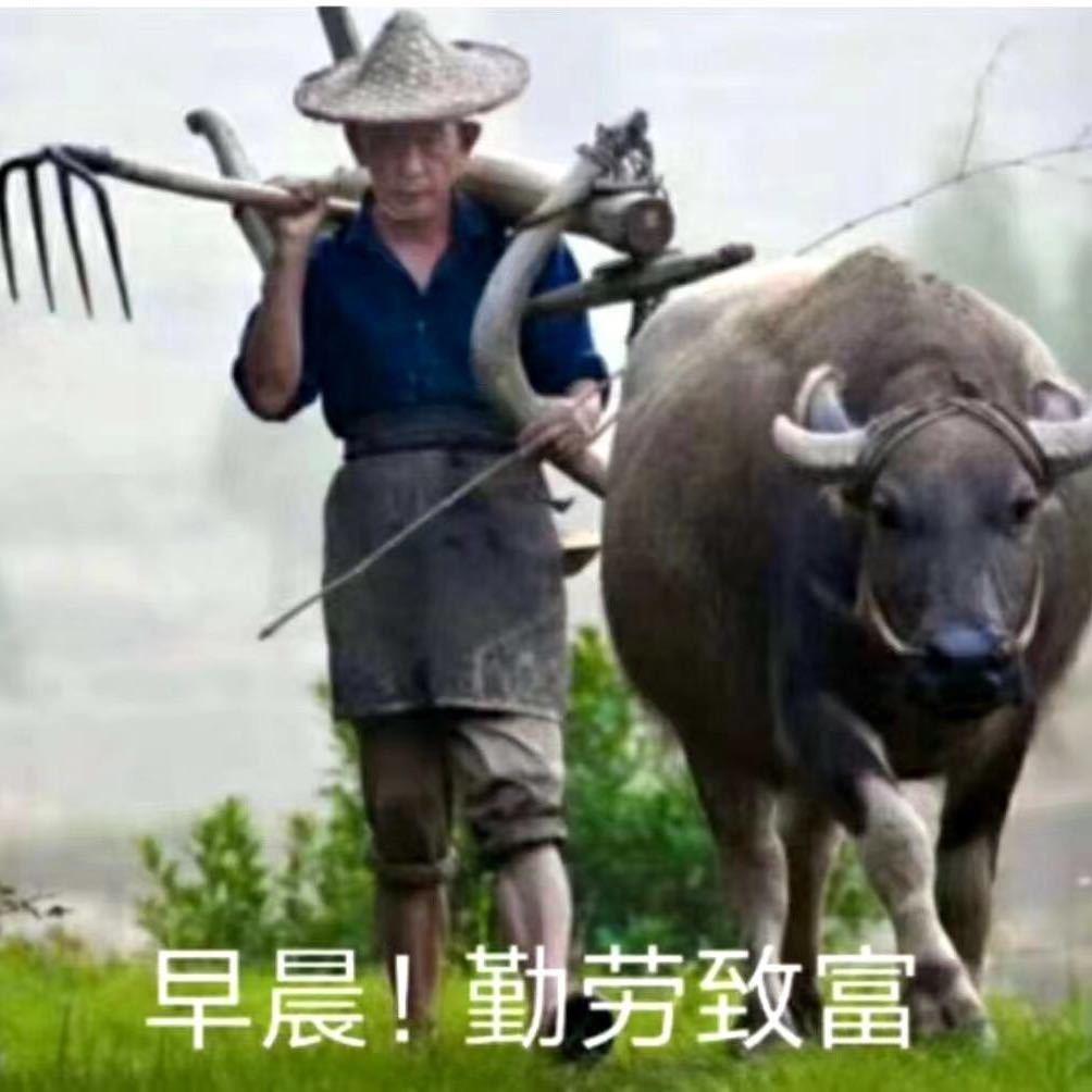 拉着牛去看日落