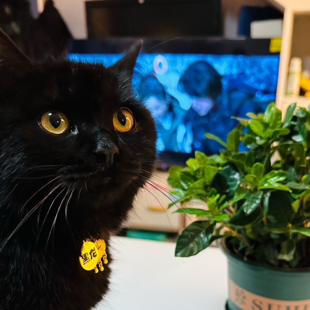 猫夫子