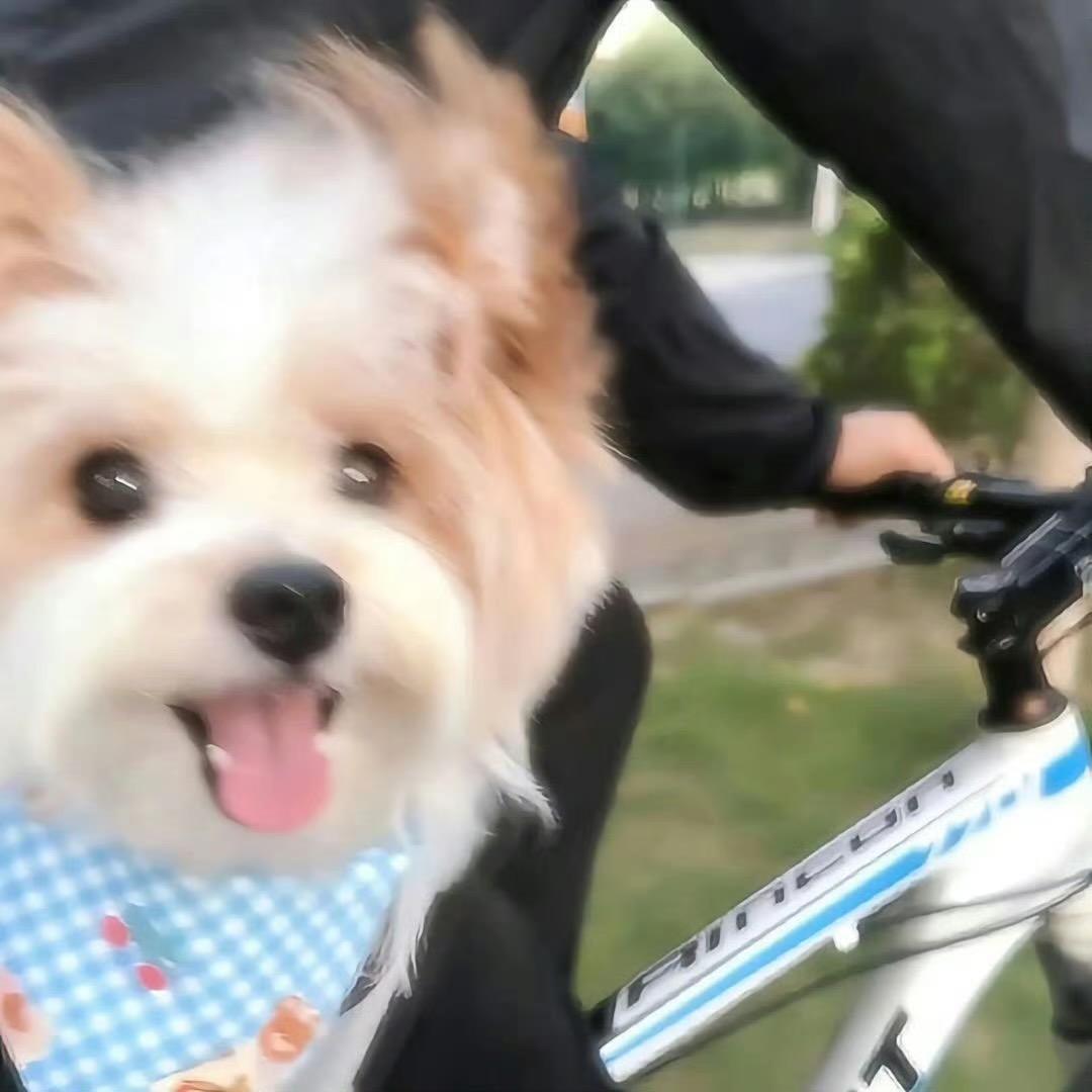 不吃葱