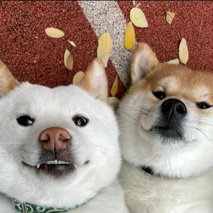 Oo