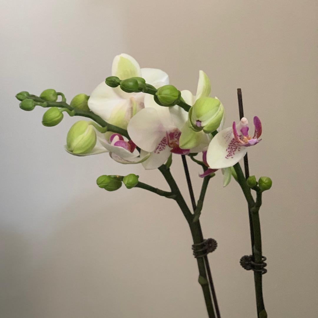 白云青溪