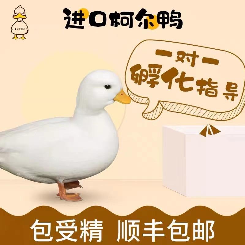 蒋天生（观赏鸡）柯尔鸭