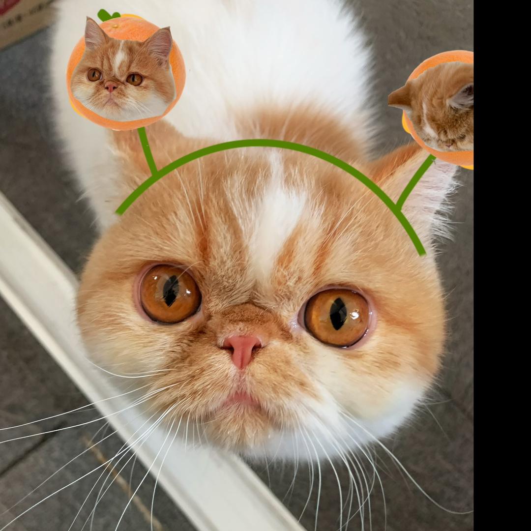 柚子皮是加菲猫