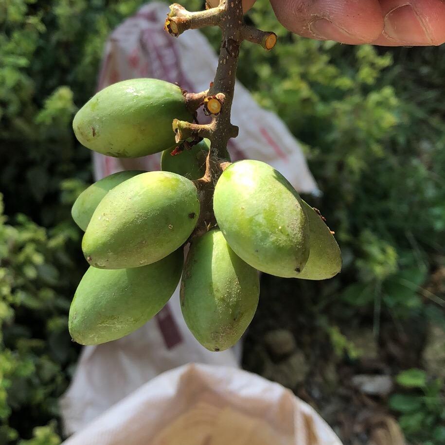 后山栽欢绿
